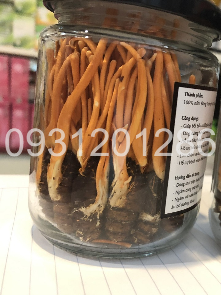 Đông trùng hạ thảo ký chủ nhộng tằm nhộng tằm Viện Hàn lâm