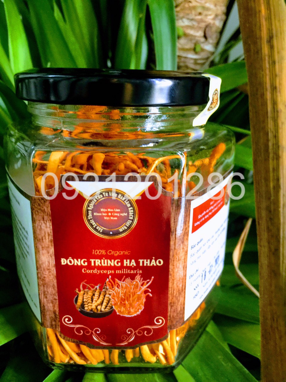 Đông trùng hạ thảo khô Viện Hàn lâm